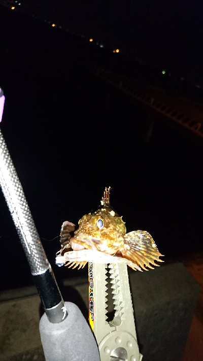 アジングに来てみたが・・・