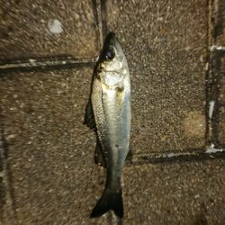 メバリング修行