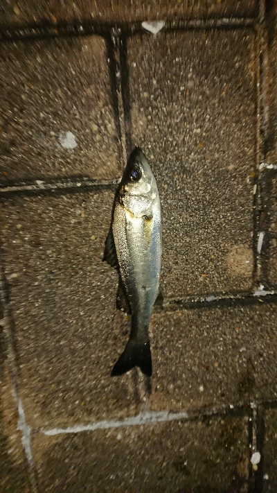 メバリング修行