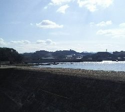 今年初ヒラスズキ！