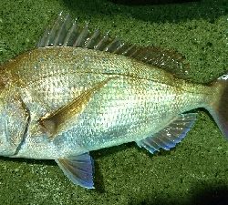 赤い彗星。ショア真鯛とヒラスズキゲット