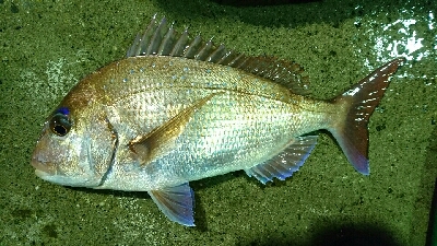 赤い彗星。ショア真鯛とヒラスズキゲット