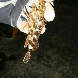 アジングコラボ