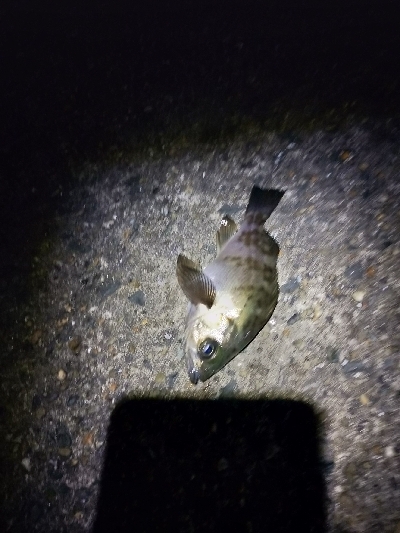 天気良かったので適当に