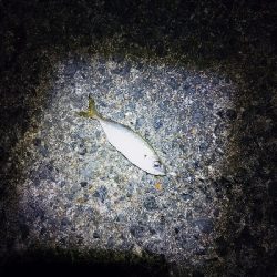 極寒ランガンライトゲーム