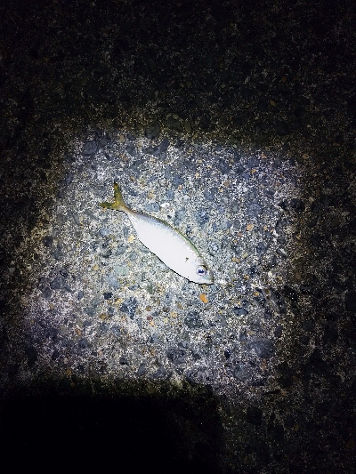 極寒ランガンライトゲーム