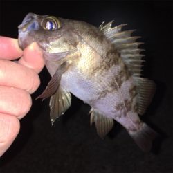 強風でもなんとかキャッチ