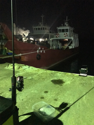 ボウズ逃れのヒイカ1杯σ(^_^;)