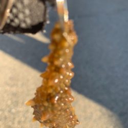 白昼引きずり出した一本