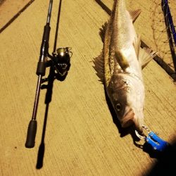 シーバスバトル!!