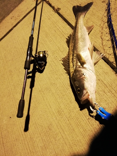 シーバスバトル!!