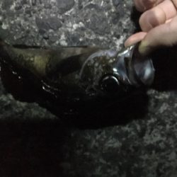 深夜メバリング