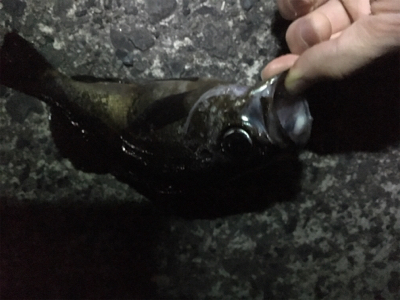 深夜メバリング