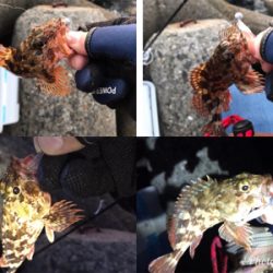 フィッシングショー大阪からのメバリング