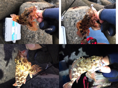 フィッシングショー大阪からのメバリング