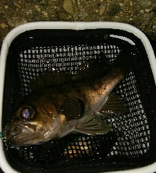 メバルプラッキングゲーム