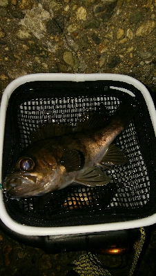 メバルプラッキングゲーム