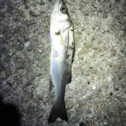 メバリング楽し!