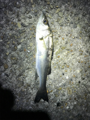 メバリング楽し!