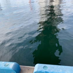 フィッシングショーには釣ってから行くねん♫