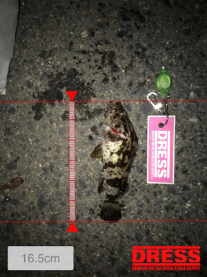 イソメでガシラ