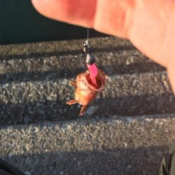 アジキュートでカサゴ