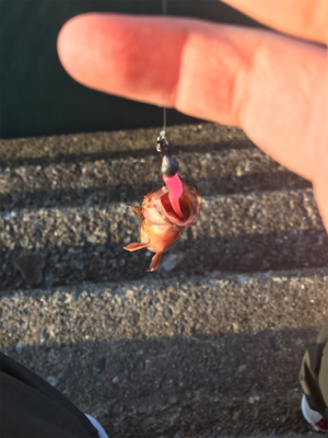 アジキュートでカサゴ