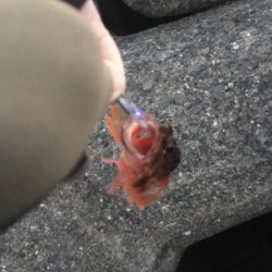 激渋メバリング(ーー;)