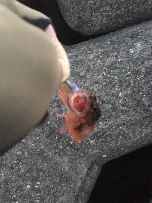 激渋メバリング(ーー;)