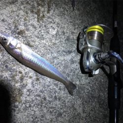 朝マヅメからロックフィッシュ