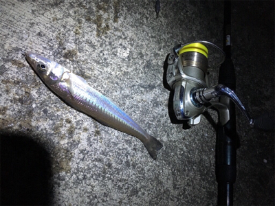 朝マヅメからロックフィッシュ