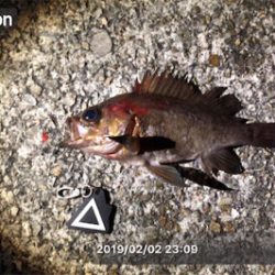 プラグ⁉︎ワーム⁉︎