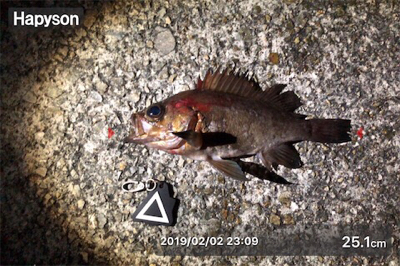 プラグ⁉︎ワーム⁉︎