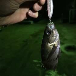 初めての長島釣り