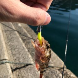 水俣港ライトゲーム