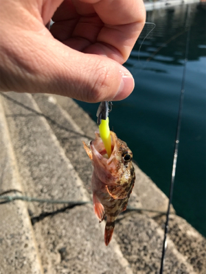 水俣港ライトゲーム