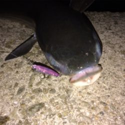 ライトゲームプラッキング釣果