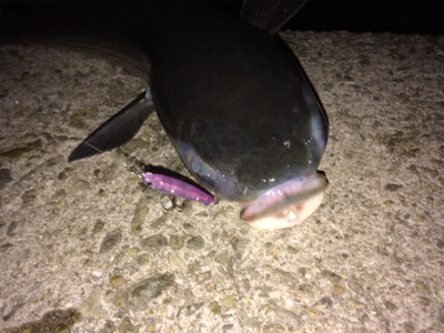 ライトゲームプラッキング釣果