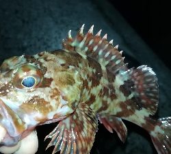 ナイトメバリング