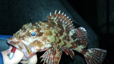 ナイトメバリング