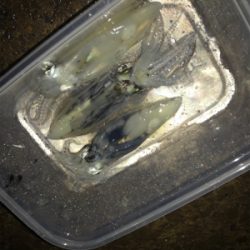 懲りずにヒイカ釣りσ(^_^;)