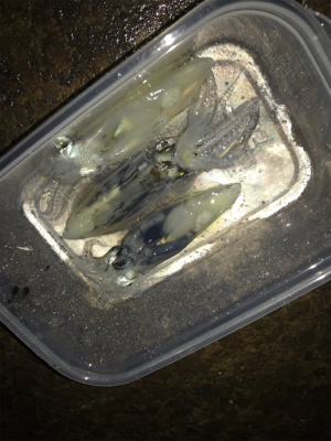 懲りずにヒイカ釣りσ(^_^;)