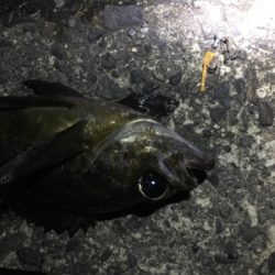 メバリング調査