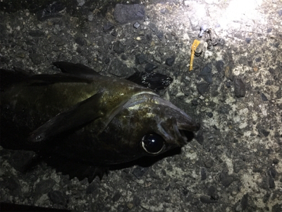 メバリング調査