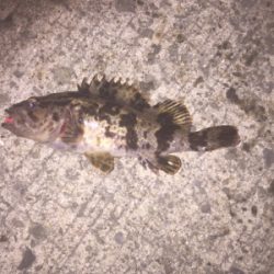 自分的には久しぶりの良型でした。