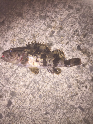 自分的には久しぶりの良型でした。