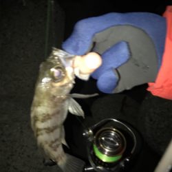 メバリング 短時間