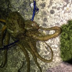 初邪道エギング!