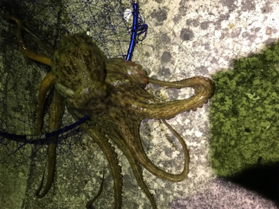 初邪道エギング!