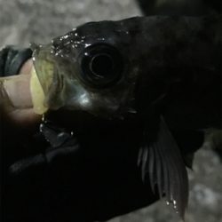 ナイトメバリング